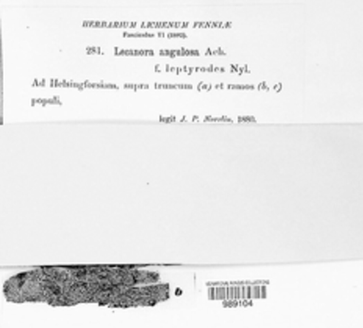 Glaucomaria carpinea image
